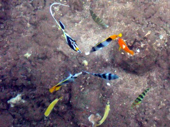 Catamarano Polinesia Raiatea