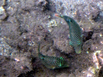 Catamarano Polinesia Raiatea