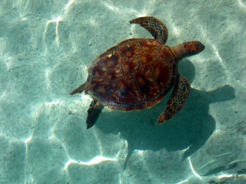 Catamarano Polinesia Raiatea