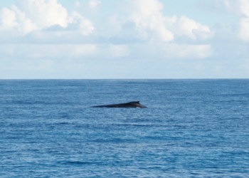 Seychelles Big Game