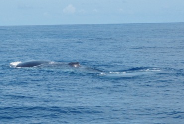 Seychelles Big Game